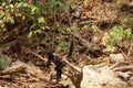 Little spider monkey walking on the river bank in the Sumidero Canyon Canon del Sumidero, Chiapas, Mexico