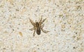 Spider perched on a grey wall
