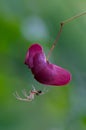 Little spider on the seed box of a forest plant Royalty Free Stock Photo