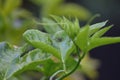 A little spider seeping inside its web Royalty Free Stock Photo