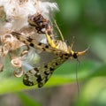 Little spider sits on a flower and eats a common scorpion fly.