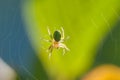 Little spider on a web Royalty Free Stock Photo
