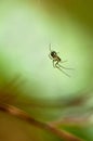 A little spider sits on the web. close-up Royalty Free Stock Photo