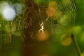 Little spider sitting in the web Royalty Free Stock Photo