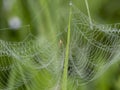 little spider in the spider web Royalty Free Stock Photo