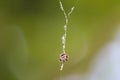 A little spider spinning a web Royalty Free Stock Photo