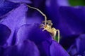 Little spider and Violet. Royalty Free Stock Photo