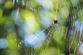 Little Spider on web Royalty Free Stock Photo