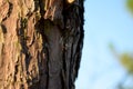 A little spider and web on a pine Royalty Free Stock Photo