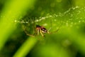 Little spider on a web with water drops Royalty Free Stock Photo