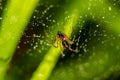 Little spider on a web with water drops Royalty Free Stock Photo