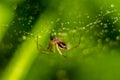 Little spider on a web with water drops Royalty Free Stock Photo