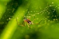 Little spider on a web with water drops Royalty Free Stock Photo