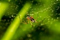 Little spider on a web with water drops Royalty Free Stock Photo