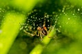 Little spider on a web with water drops Royalty Free Stock Photo