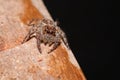 A little spider is on the wood