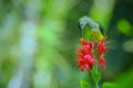 little spiderhunter (Arachnothera longirostra) is sucking nectar