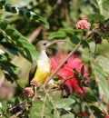 Little Spiderhunter with slender bill.