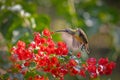 Little spiderhunter on flower