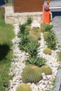 Little spiky green cactus. Fresh aloe vera plant.