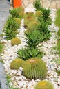 Little spiky green cactus. Fresh aloe vera plant.