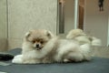 Little Spitz puppy on groomer table, acquaintance with combs