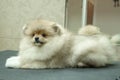 Little Spitz puppy on groomer table, acquaintance with combs