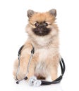 Little spitz puppy with a stethoscope on his neck on white