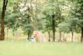 Little spitz puppy walks on a leash in the park on the green grass