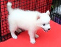 Little spitz for sell standing in dog cage. Royalty Free Stock Photo