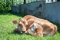 Little spotted calf lying on the grass. Royalty Free Stock Photo