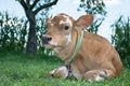 Little spotted calf lying on the grass. Royalty Free Stock Photo