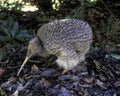 little spotted kiwi bird Royalty Free Stock Photo