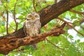 Little spotted owlet perched on a branch in tropical forest.