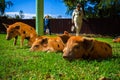 Little spotted piglets lie on the grass on a Sunny day