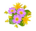 Little spring flowers Marsh Marigold with Primula. Isolated on w