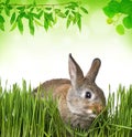 Little spring rabbit Royalty Free Stock Photo