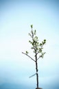 Little sprout cherry tree with fresh flowers blooming twig over blue sky background at spring Royalty Free Stock Photo