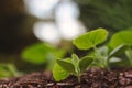 Little Sprout of Growing Pumpkin