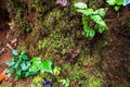 Little Sprout and moss grow up on the wet soil at ground inside the Tropical Forest