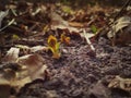 Photography of a little plant growing up in the ground. Sprout growing from ground in the warm spring. Begining of life. Nature ph Royalty Free Stock Photo