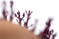 Little sprouts of germinated pink potato or sweet potato Royalty Free Stock Photo