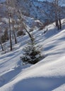 Little spruce with snow.