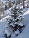 Little spruce with snow.