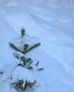 Little spruce stands among the snowdrifts Copy space