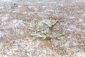 Little spruce tree on snow meadow