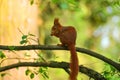 Little squirel with long tail in wild nature Royalty Free Stock Photo