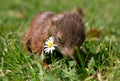 Little squirrel baby Royalty Free Stock Photo