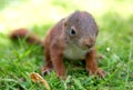 Little squirrel baby Royalty Free Stock Photo