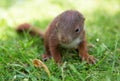 Little squirrel baby Royalty Free Stock Photo